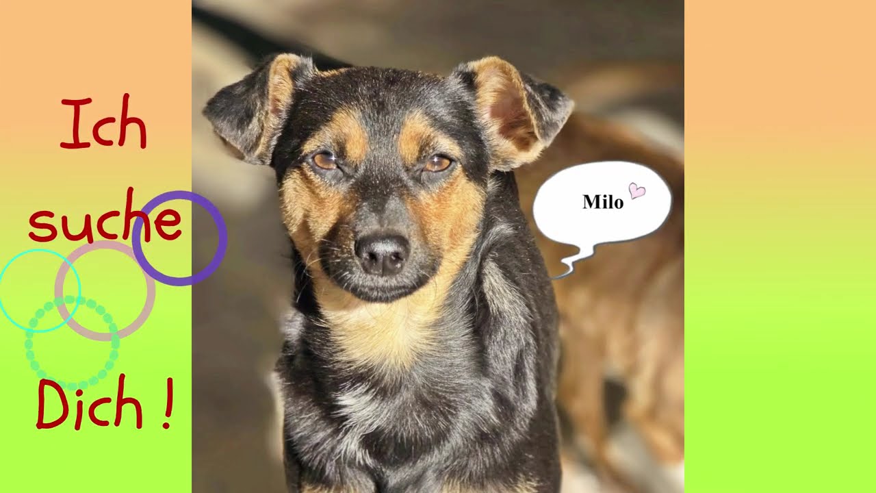 Milo ❤️ hat sein Zuhause gefunden !