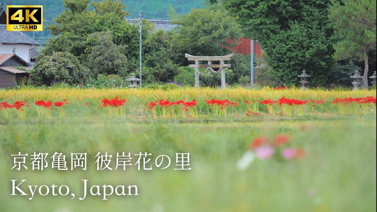 京都亀岡『彼岸花の里』と『重利八幡宮』Beautiful Red Spider Lily Spots in Kyoto, Japan