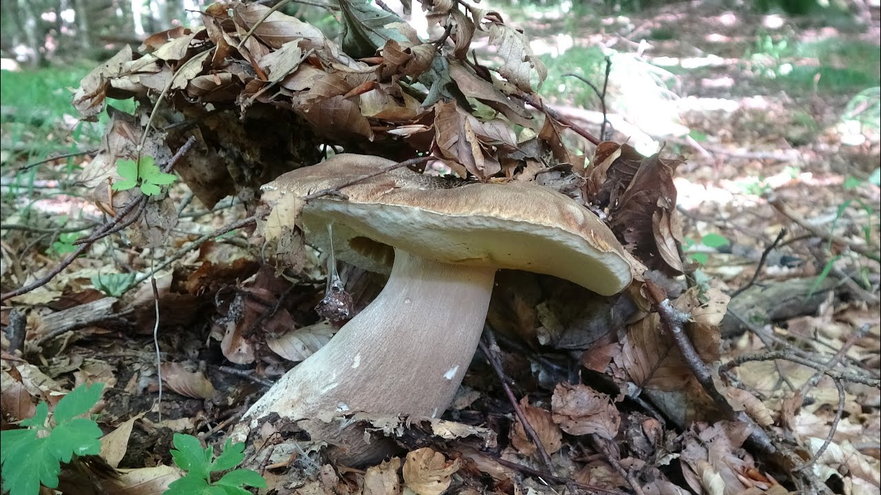 Bellissimi funghi porcini nei boschi di faggio - parco dei cento laghi