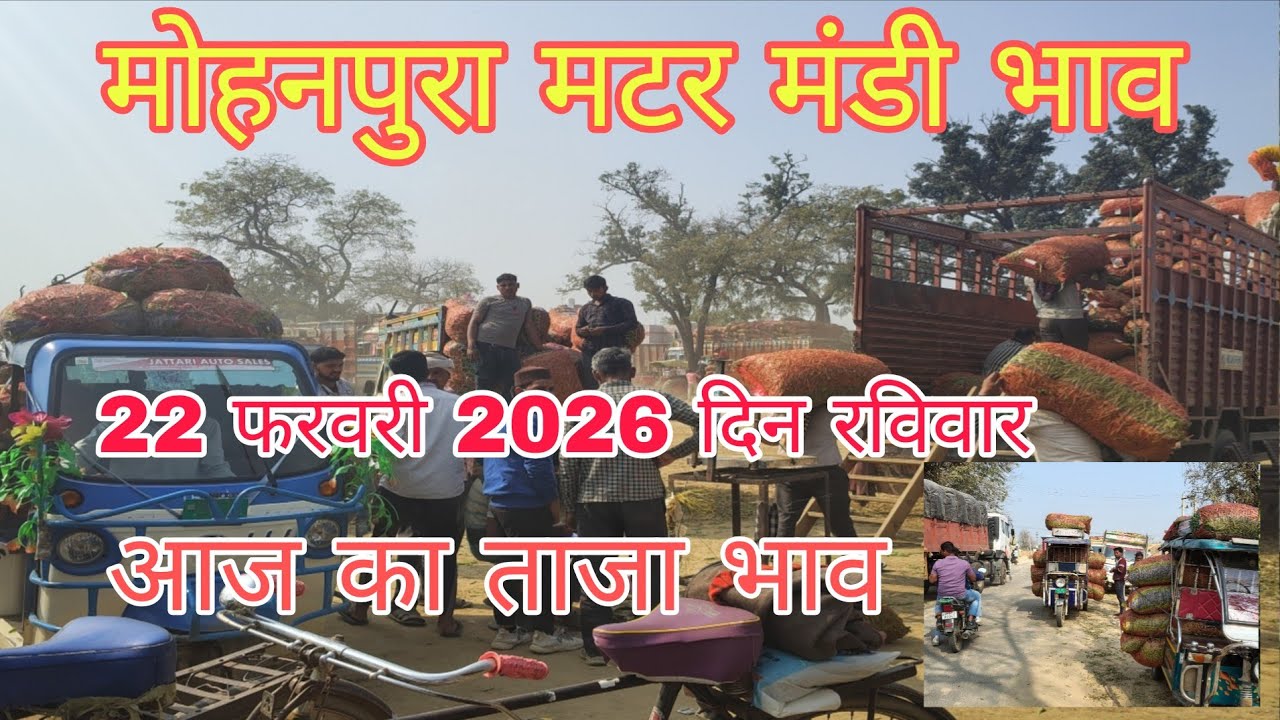 मटर का भाव बढ़ेगा क्या!,मोहनपुरा मटर मंडी भाव। 22 फरवरी 2026।mater rat today।उत्तर प्रदेश