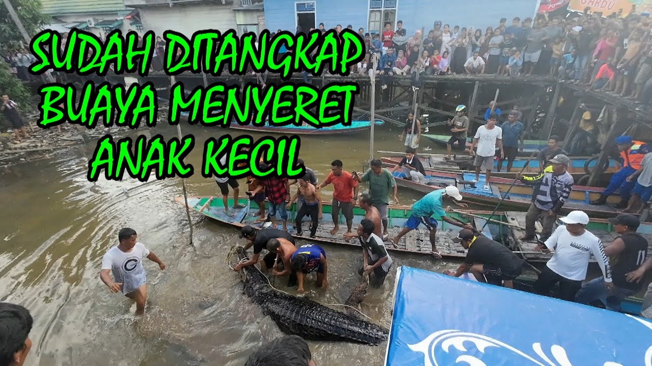 PENANGKAPAN BUAYA SUNGAI MENYERET ANAK KECIL
