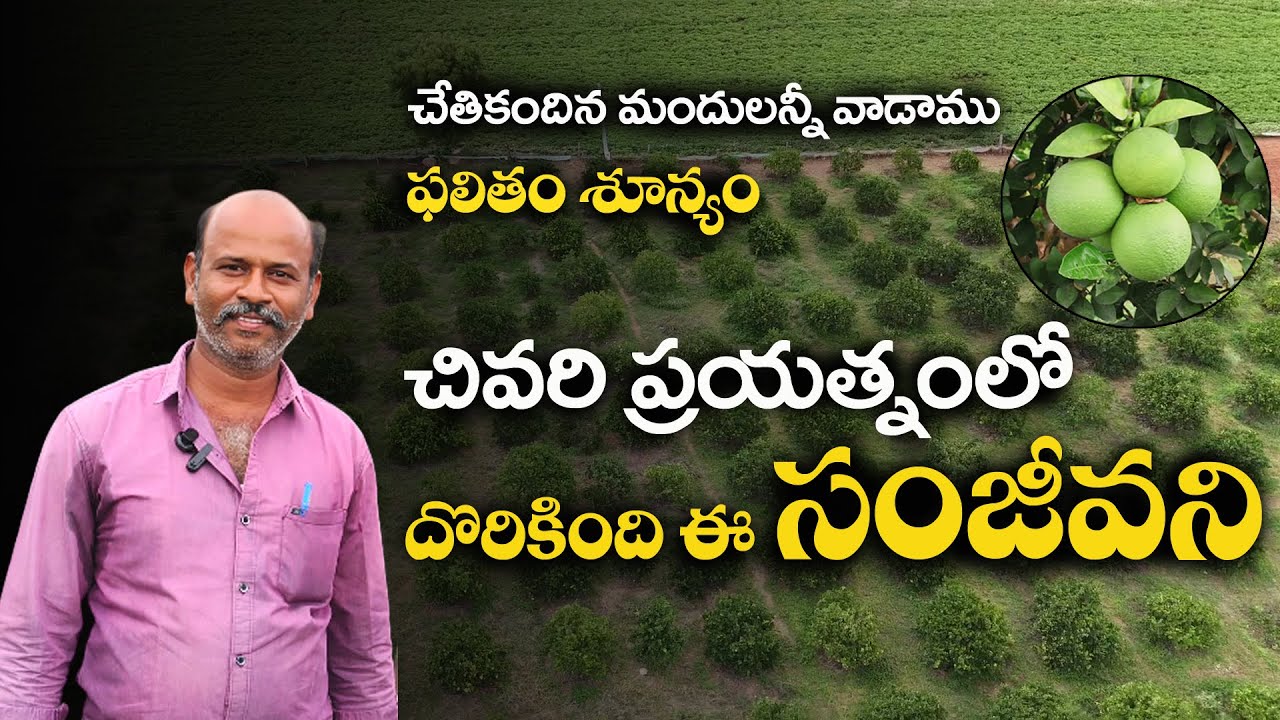E327 |  మొక్క ఎదుగుదలతో పాటు కాయ నాణ్యత పెరిగింది! | #gramabazaar | 94912 78836, 833 1800 100