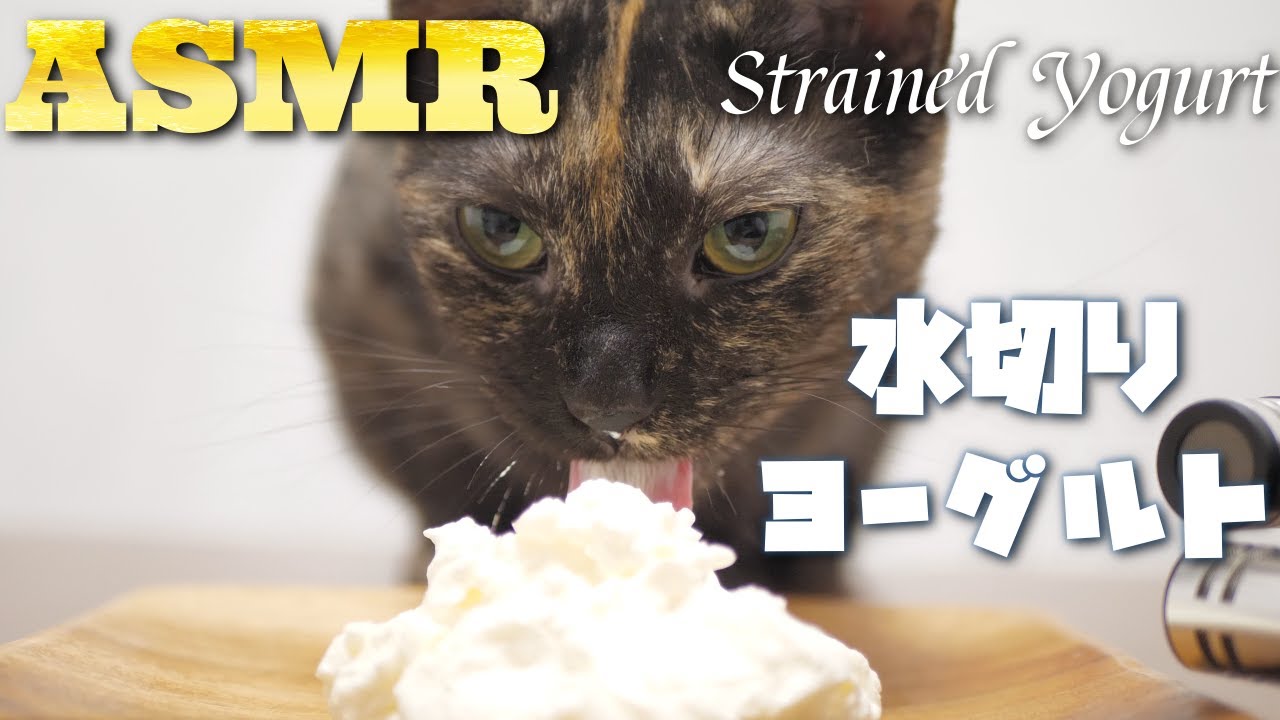 【ASMR】初めて見る水切りヨーグルトを舐めまくる猫の咀嚼音🐈🎧