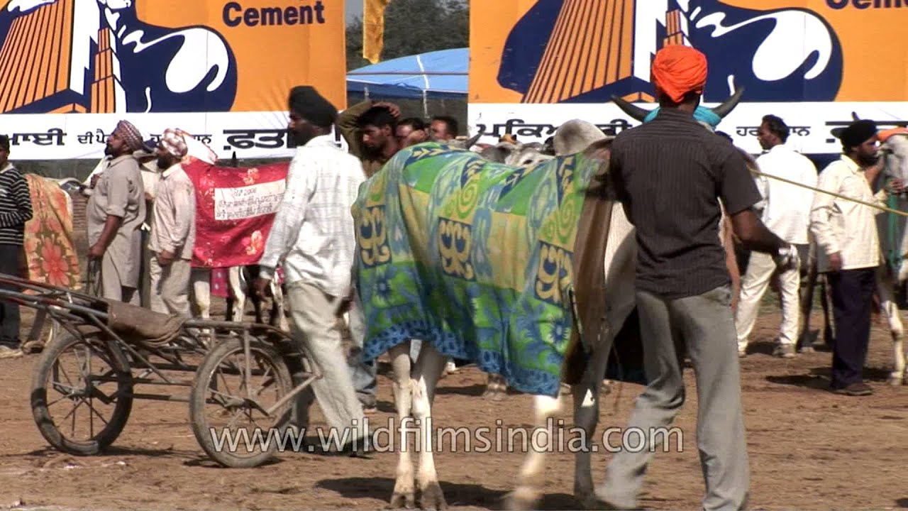 Kila Raipur Sports Festival, Rural Olympics: Bullock Cart Race