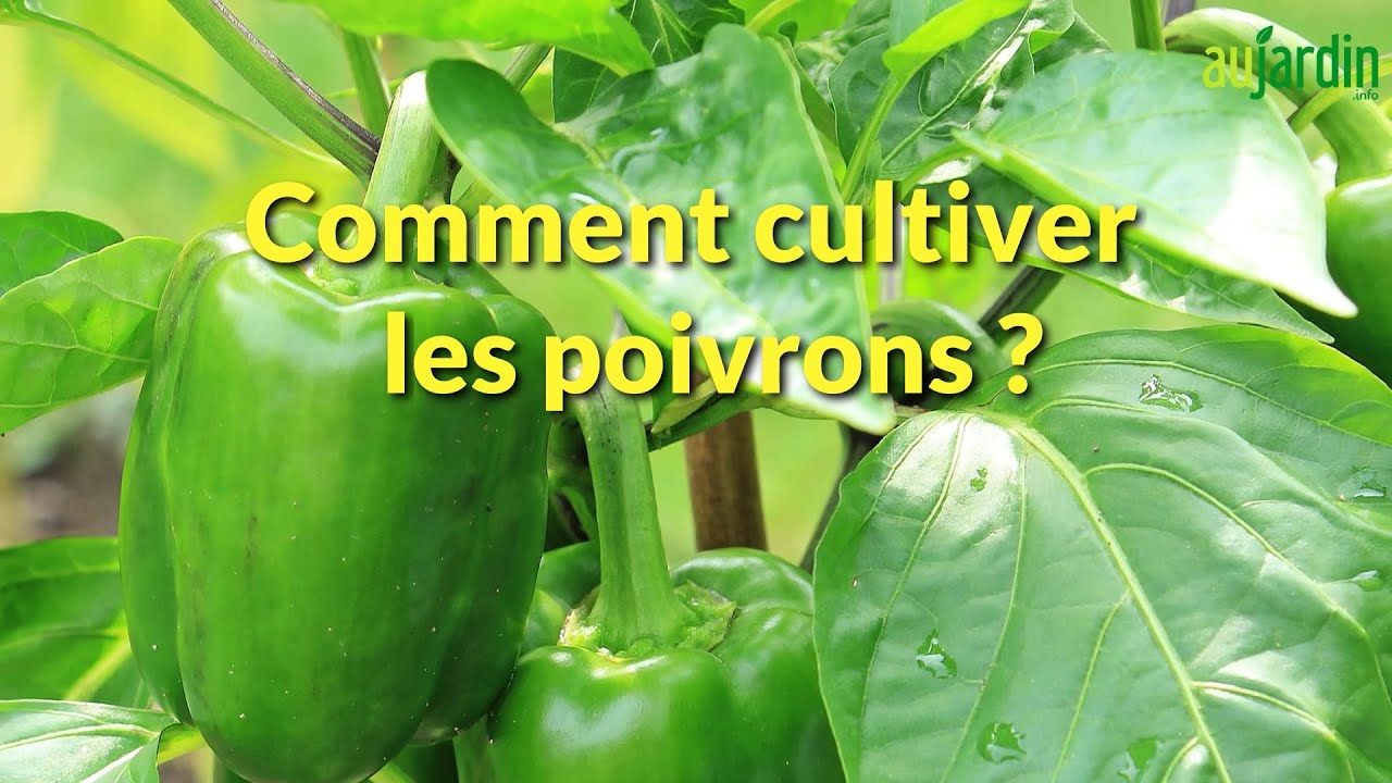 COMMENT REPIQUER et CULTIVER le POIVRON au POTAGER ?