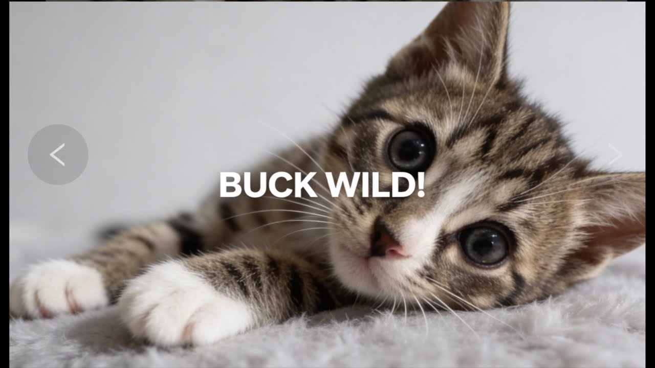 Kitty cam is wild
