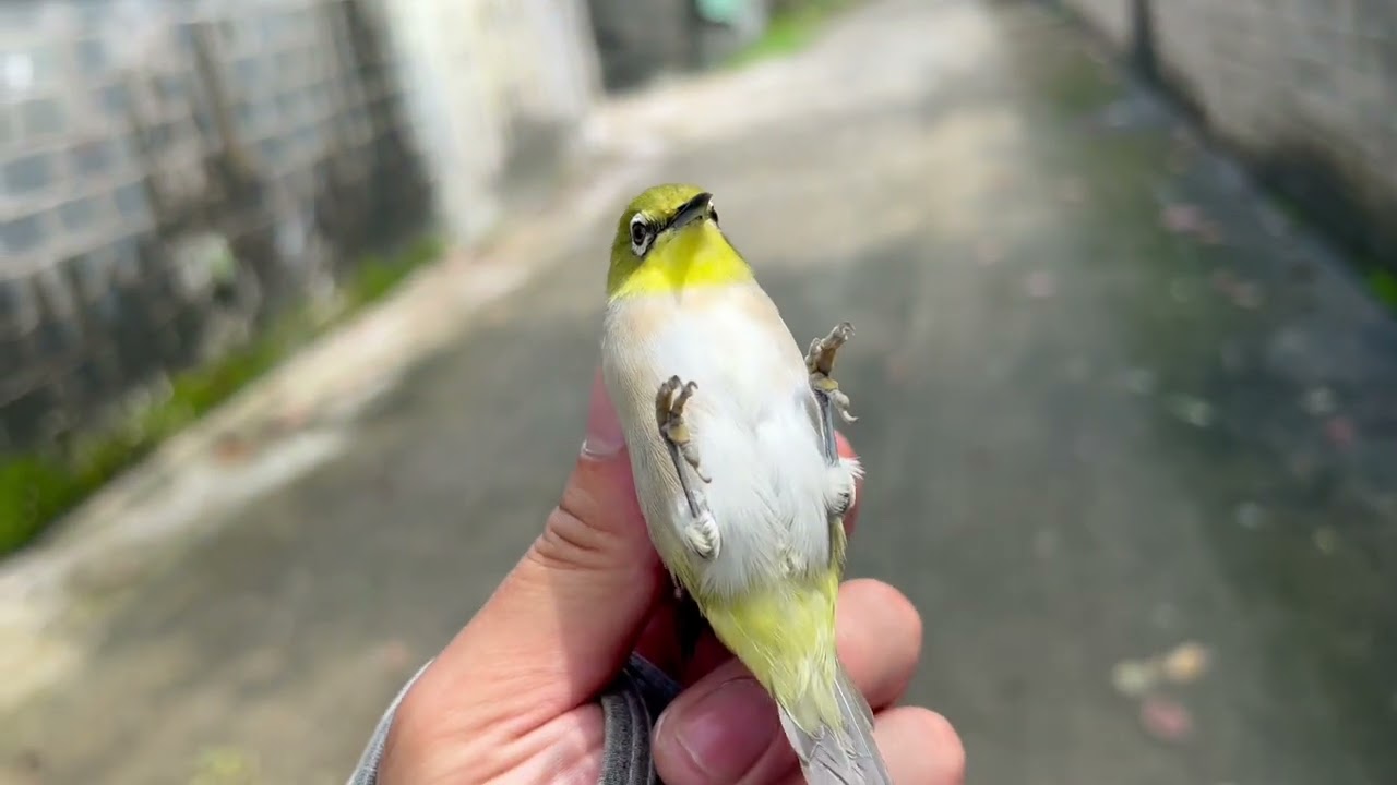 28/8 Hành trình đi tìm những chú chim khuyên tố chất tặng cho ae nhà mình ạ !