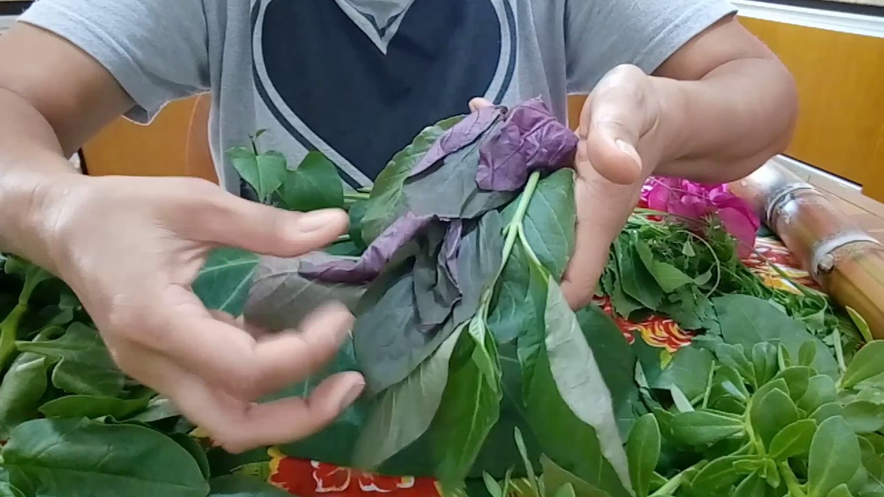 colheita de folhas PANC para preparo do caldo verde