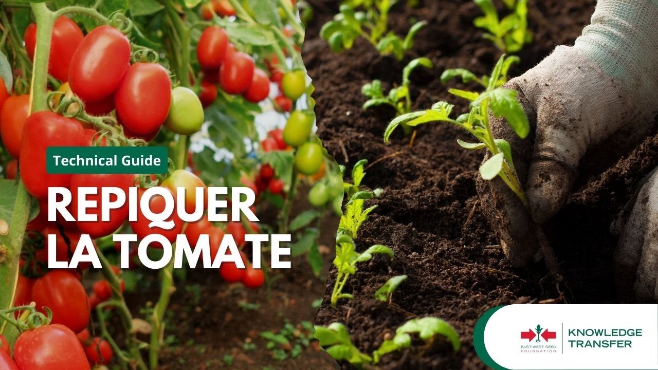 Repiquer la tomate