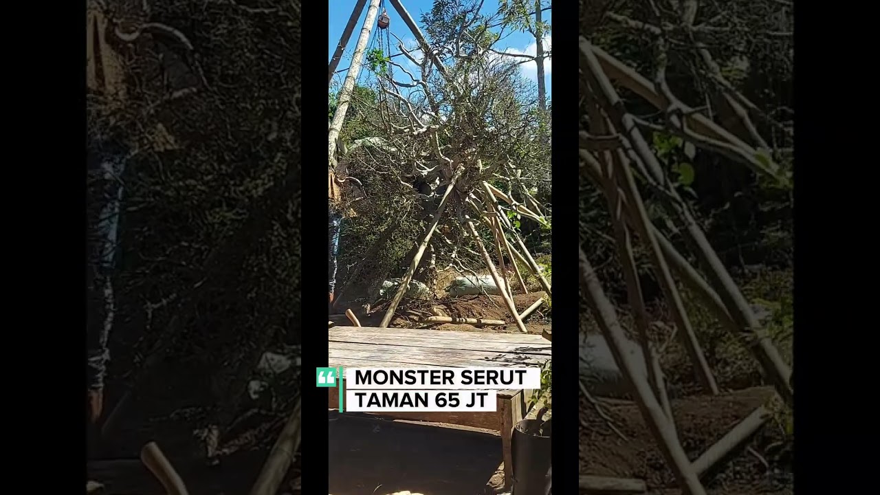 SERUT MONSTER 65 JT LAKU #viral #fyp #bonsaimonster #banyuwangi 
