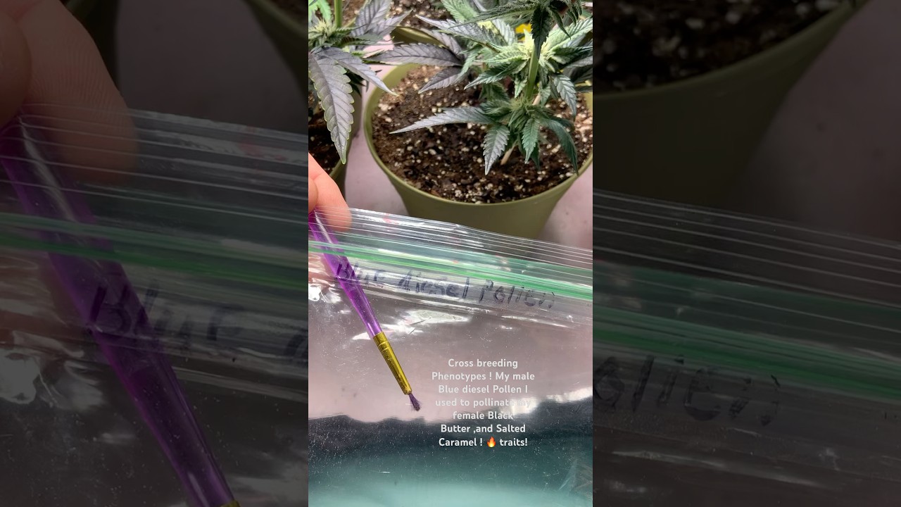 #crossbreeding #oheno #phenotype #420 #cannabiseducation #growyourown #gardening #grow #plants #wow