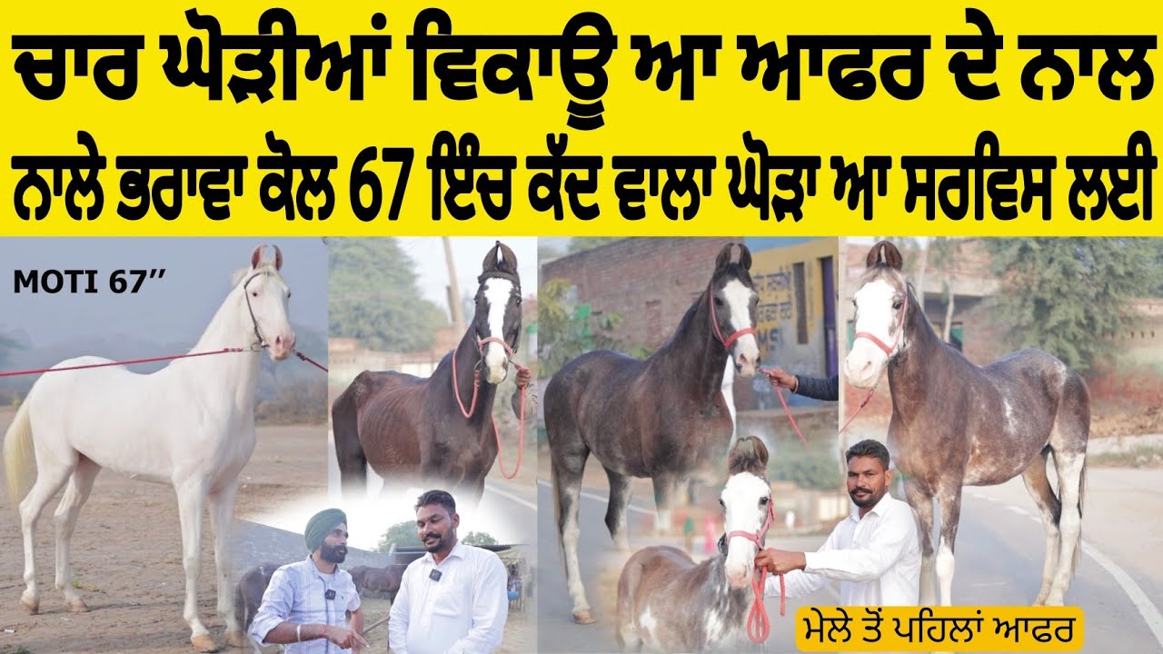 ਚਾਰ ਘੋੜੀਆਂ ਵਿਕਾਊ ਆ ਆਫਰ ਦੇ ਨਾਲ • ਨਾਲੇ ਭਰਾਵਾ ਕੋਲ 67 ਇੰਚ ਕੱਦ ਵਾਲਾ ਘੋੜਾ ਸਰਵਿਸ ਲਈ