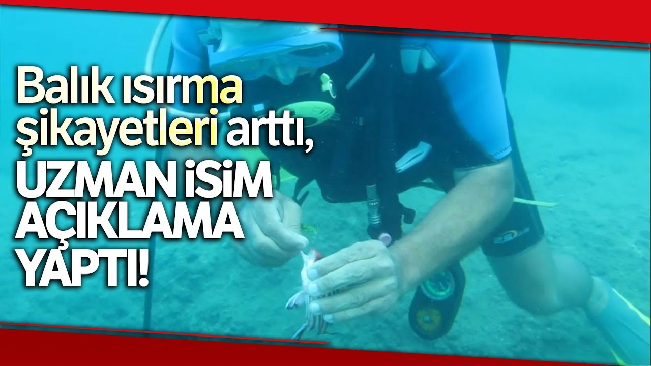 Prof. Dr. Gökoğlu, Artan Balık Isırma Şikayetleri Hakkında Konuştu