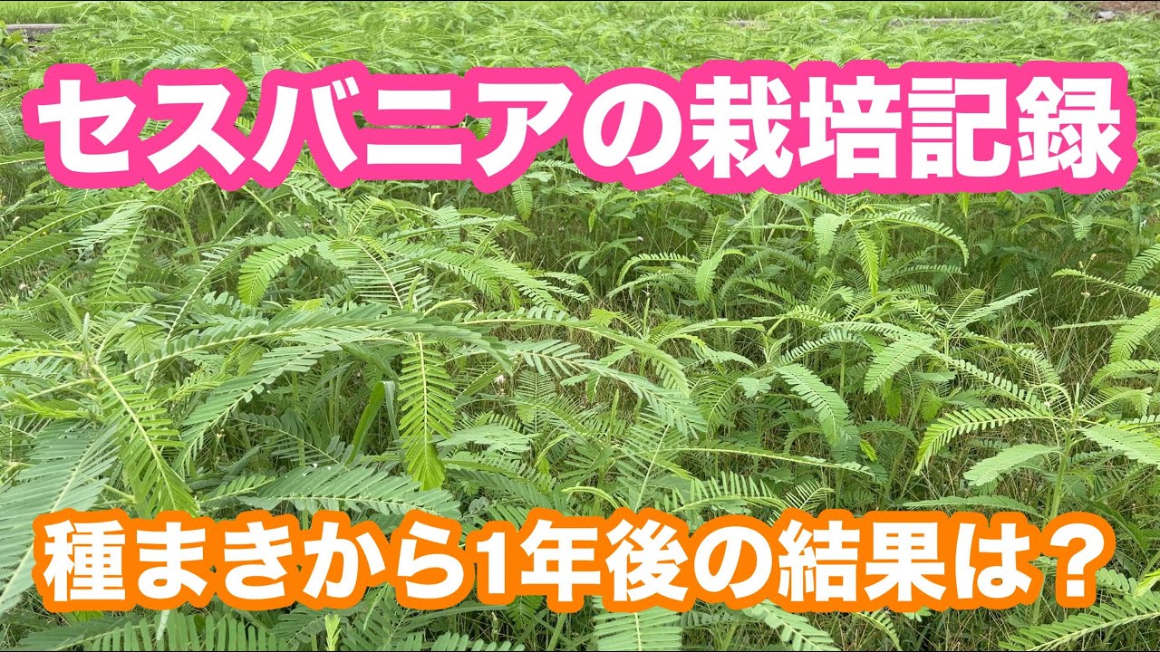 セスバニアの栽培記録　種まきから１年後の結果は?
