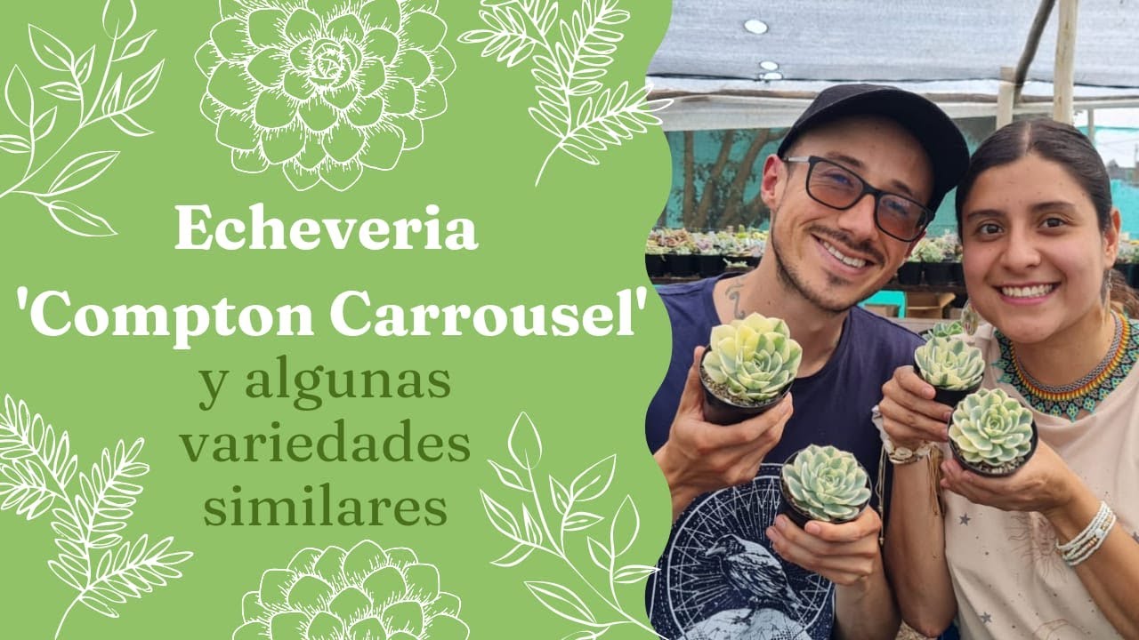 Echeveria 'Compton Carrousel' una suculenta de colección / Jardines Flora