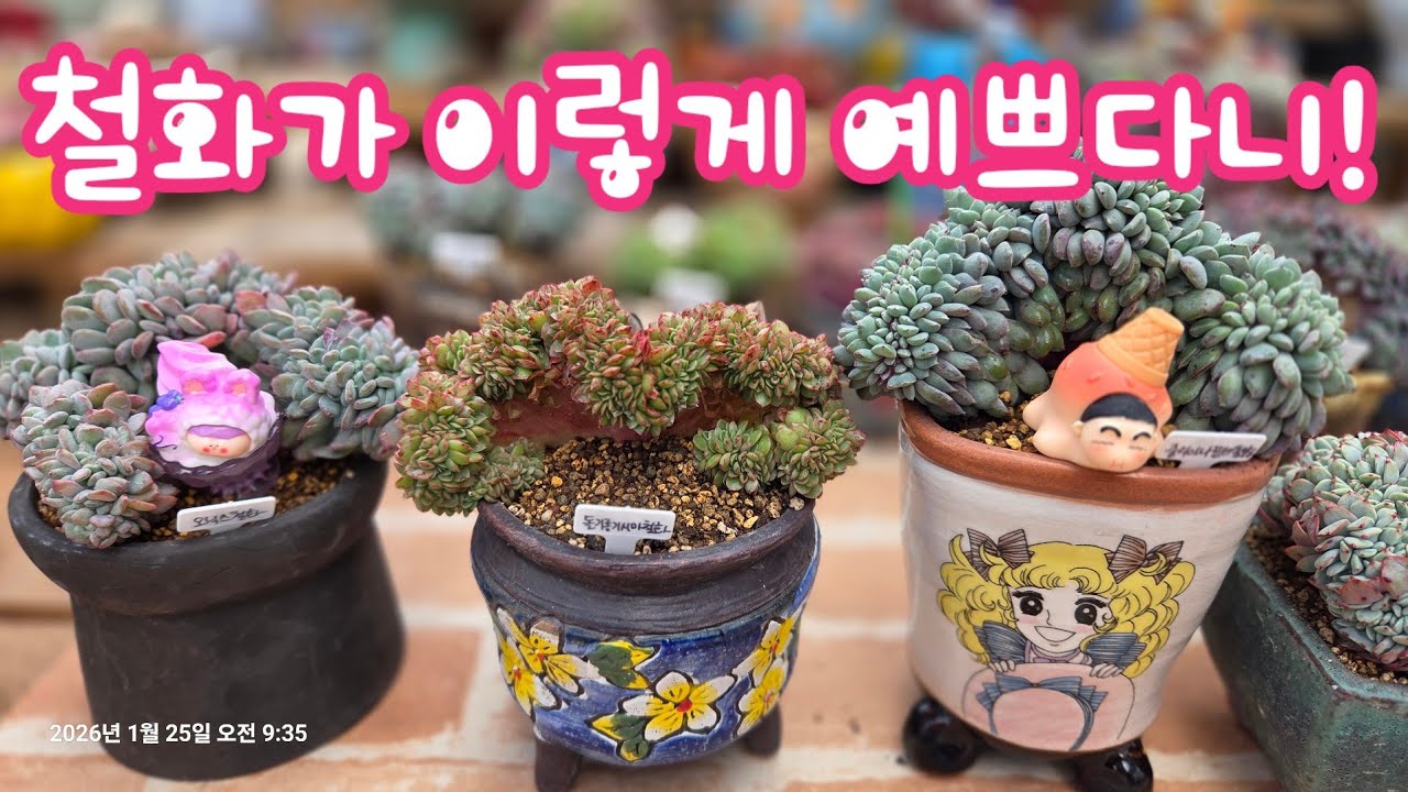 줄리아나핑크철화, 오닉스철화,  돌기롱기시마철화 