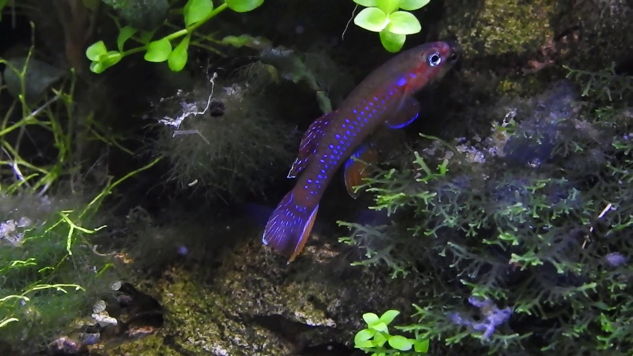 Diapteron georgiae, Spawning!