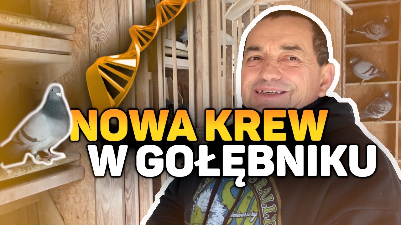 Nowa krew w gołębniku - pierwsze podejście do parowania