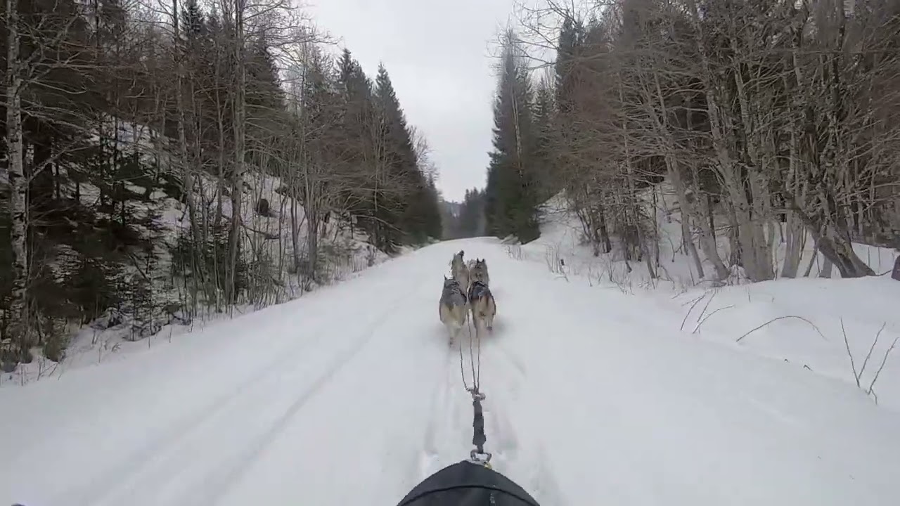 Mushing Svarstad