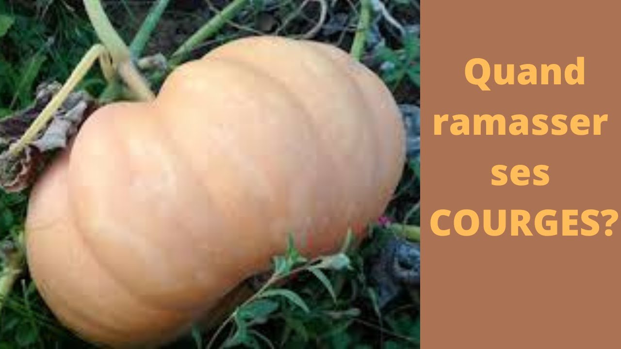 Quand récolter ses COURGES ?