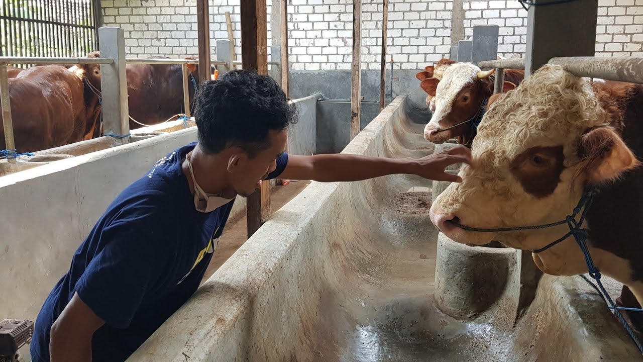 Ngitip Proses Pencomboran Sapi-Sapi Ganteng Di Kandang Mewah Mantan TKI Korea Yuk...