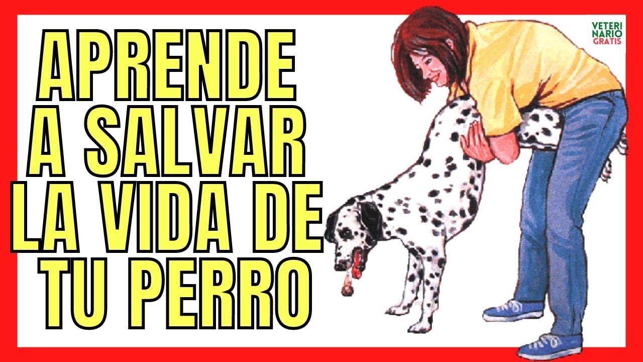 🆘 &iquest;C&Oacute;MO AYUDAR A LOS PERROS A EXPULSAR LOS HUESOS CON LA MANIOBRA DE HEIMLICH? 🆘