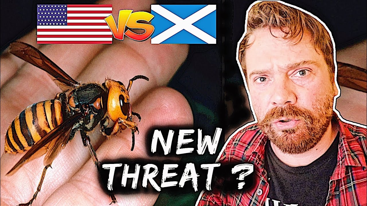 10 Terrifying American Animals (PART 2): Scottish Guy Reacts