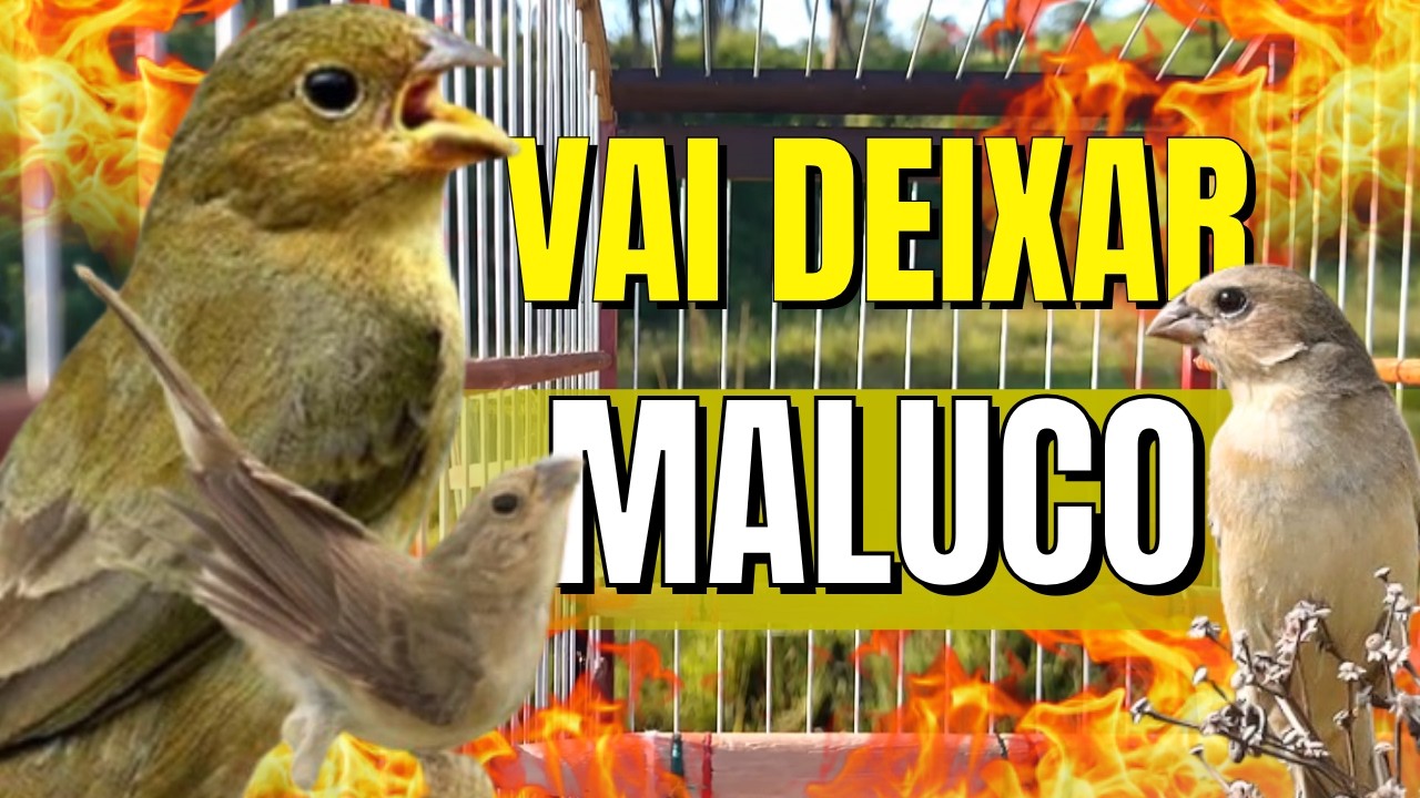 MELHOR FÊMEA DE PAPA-CAPIM CHAMANDO PARA DEIXAR SEU PAPA-CAPIM DOIDO PARA CANTAR LOGO!