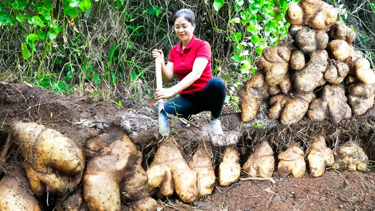 Harvest Giant Yam Tuber Weighing 32kg Going to Market to Sell - Cooking And Gardening | Lý Song Ca