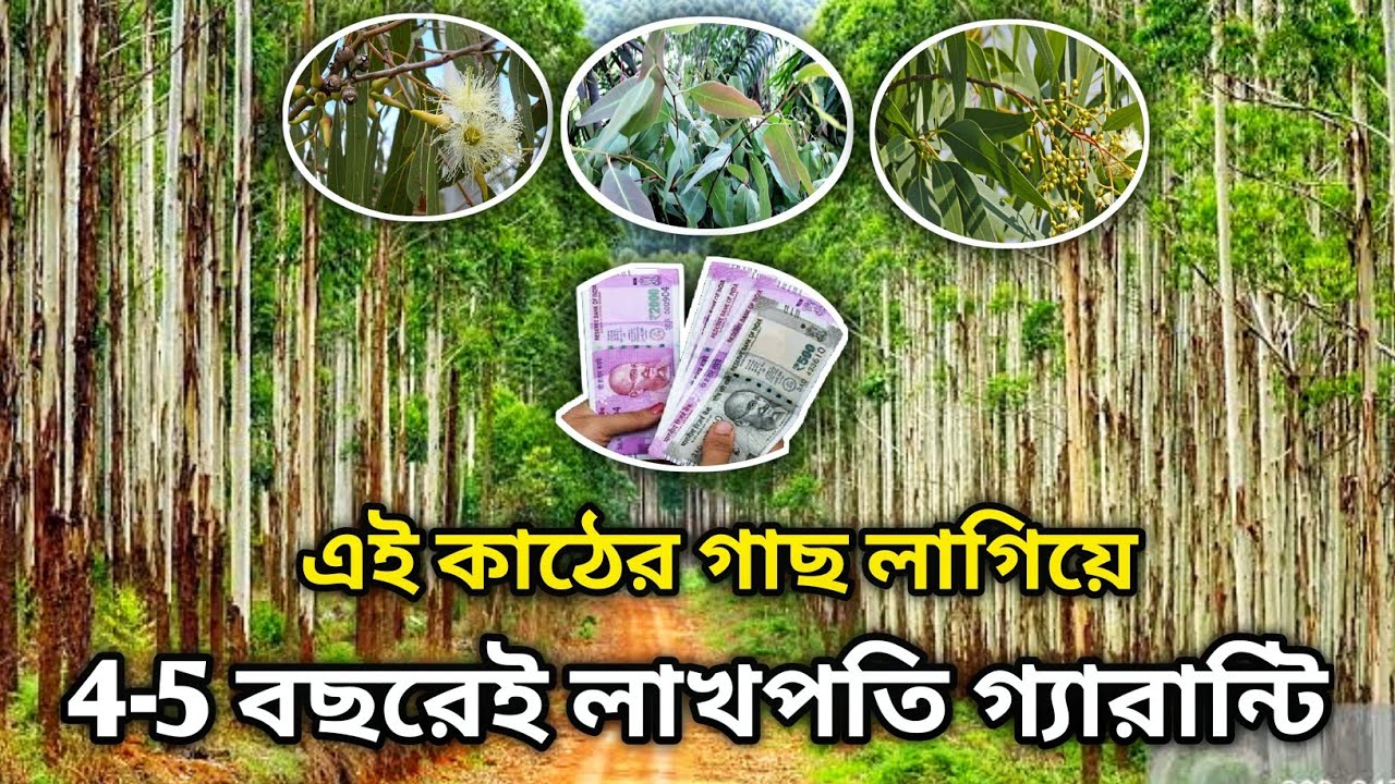 বর্ষাকালে ইউক্যালিপটাস কাঠের গাছ কেন লাগাবেন||Best Eucalyptus wood tree to plant in the rainy season