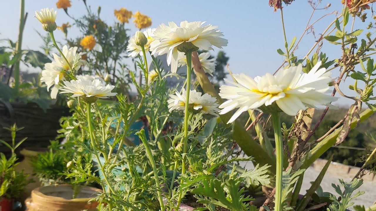 Meesho winter flower seeds review #flower #gardendesign #gardening #gardenplants #gardenplants