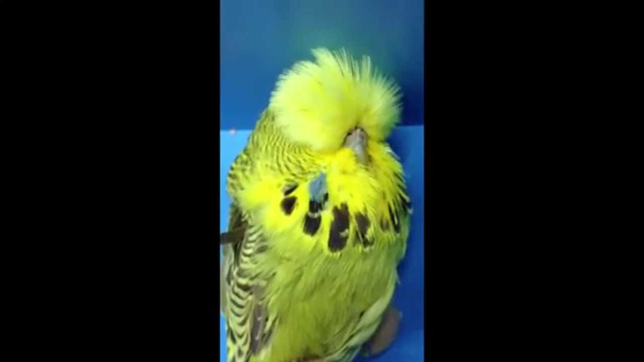 Willie Dokter breeding birds 2014 and 2015