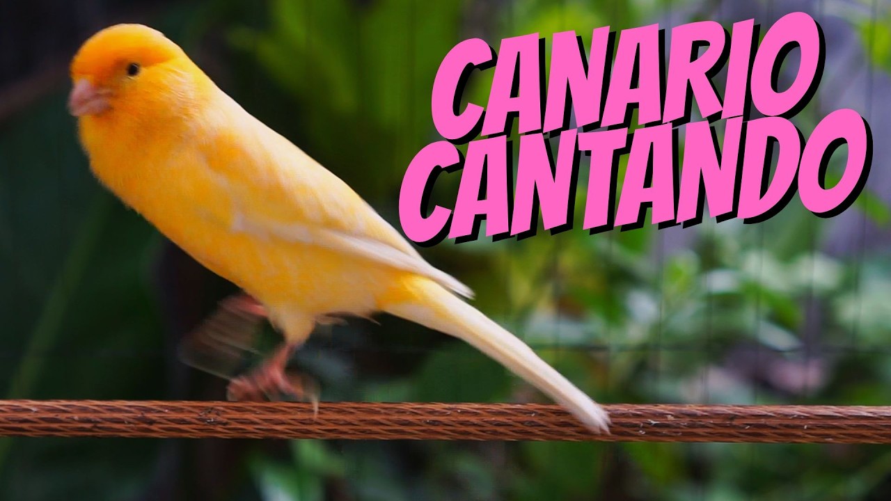 Canário Belga Cantando #04 - Som de Treinamento para Filhotes