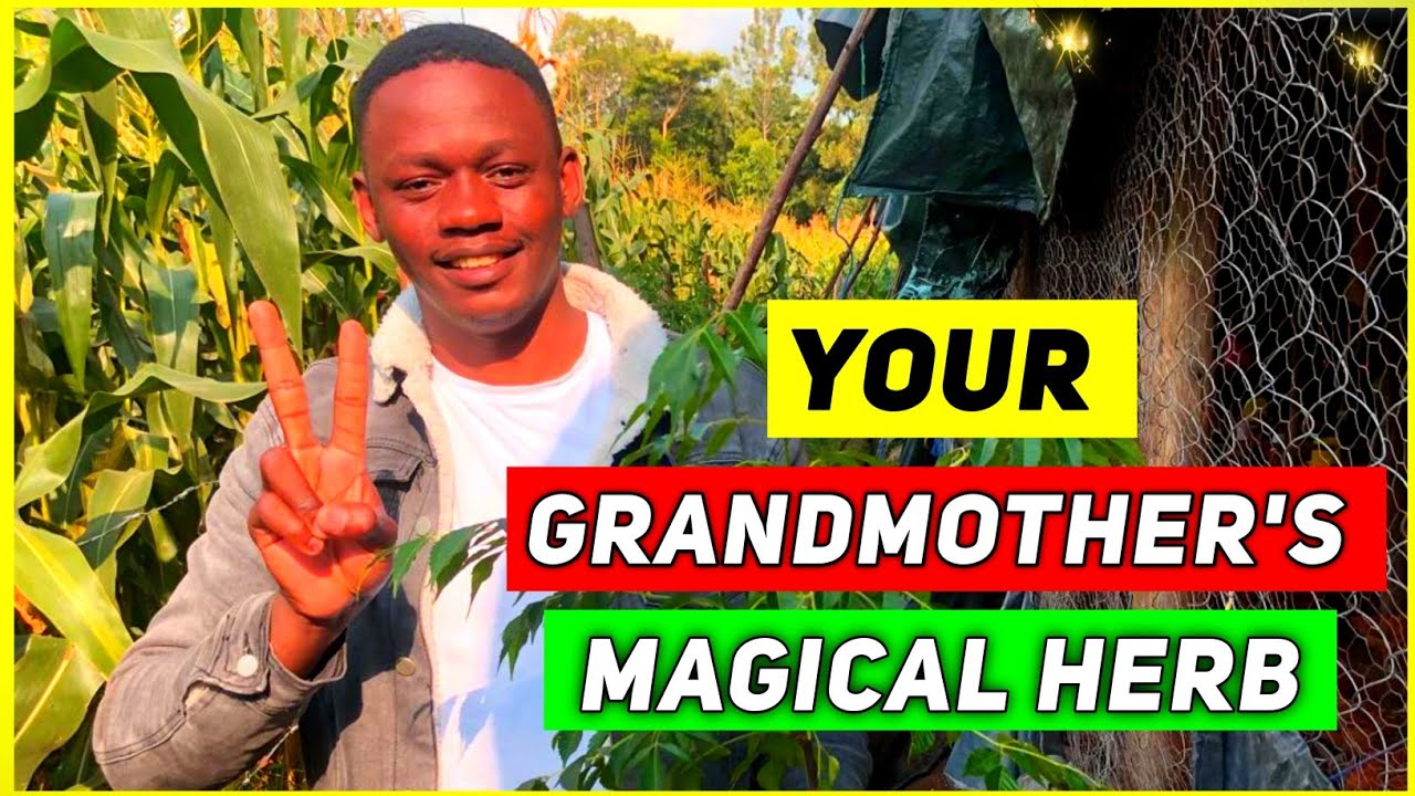 7 Benefits Of Neem Leaves To Poultry