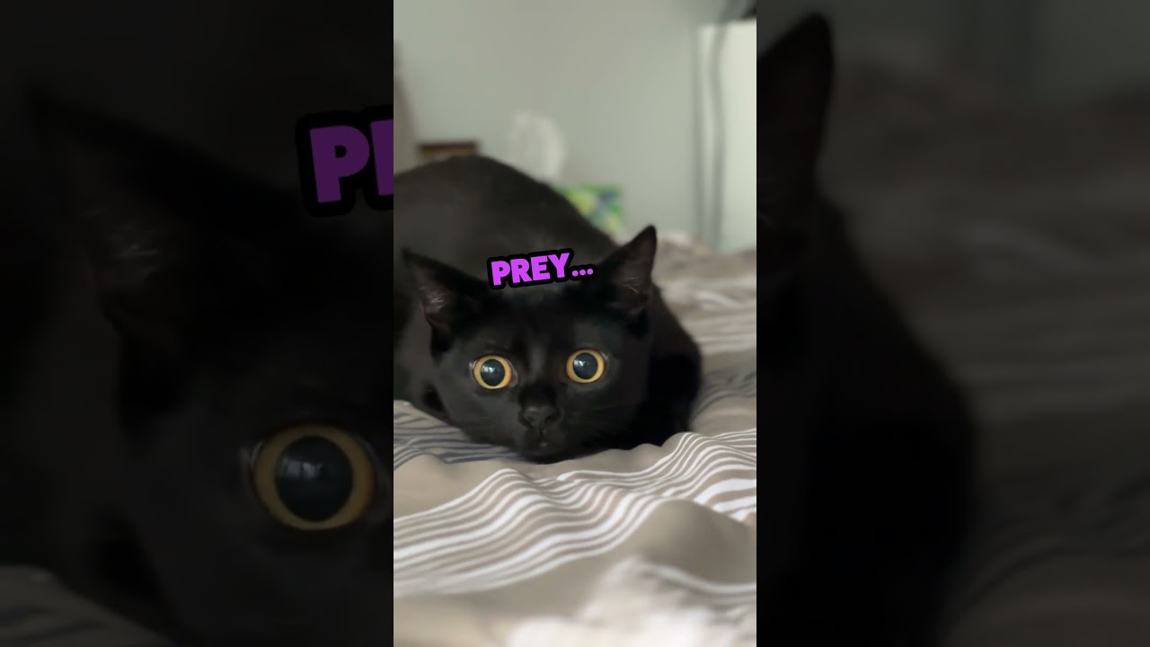 РЕЖИМ ОХОТНИКА АКТИВИРОВАН #кот #смешной #вирусный