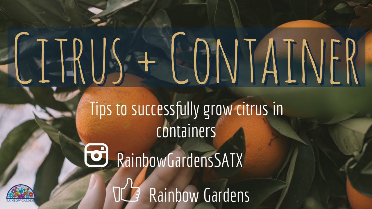 Citrus + Containers