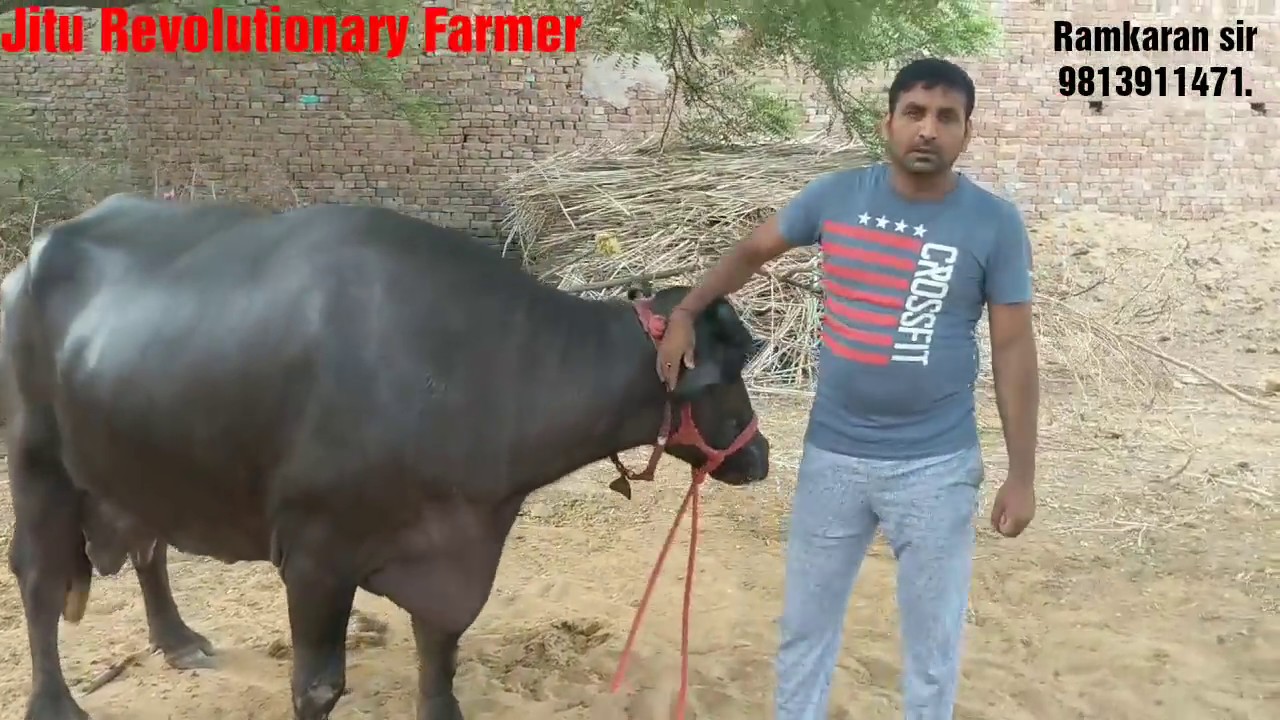 👍FOR SALE - 23 KG Milk record. -Young Dairy Farmer - who upgraded his farm from WEAK BREEDS.