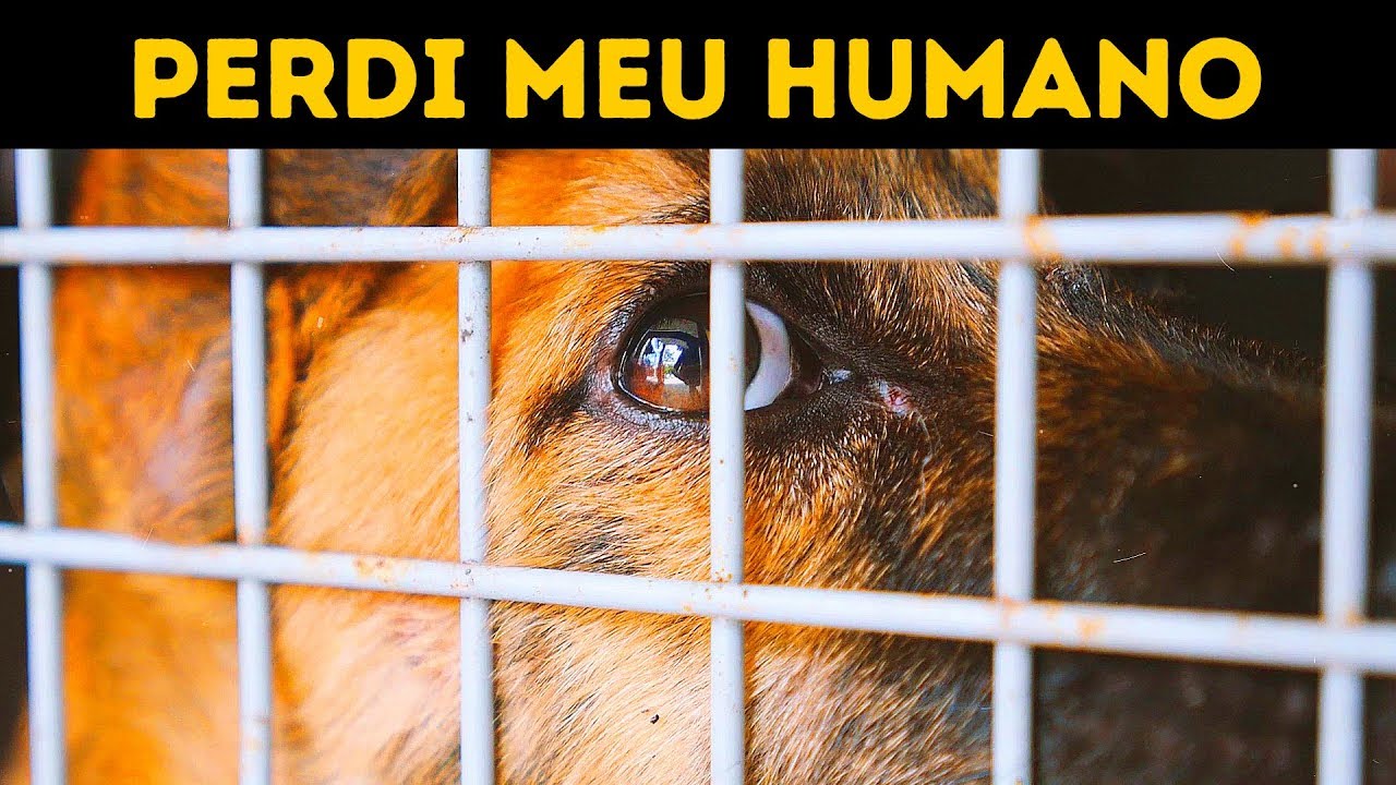 Eu Perdi Minha Humana, Mas Não Perdi A Esperança Na Humanidade