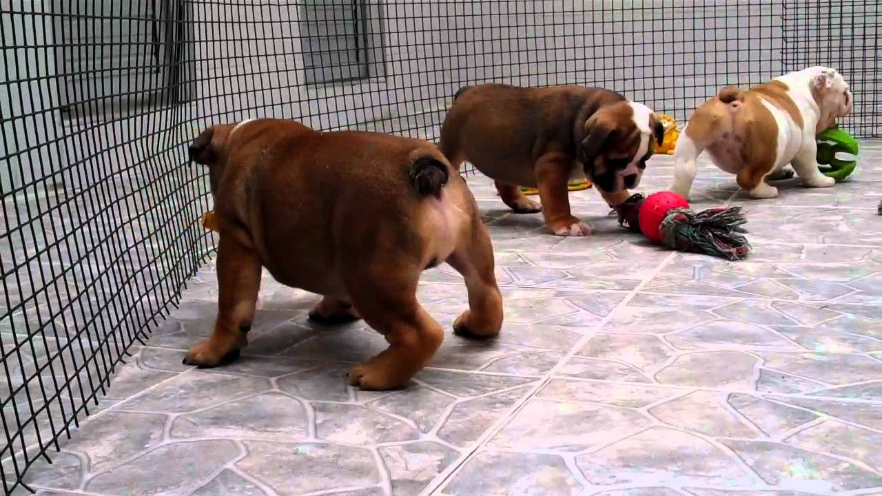 ENGLISH BULLDOG PUPPIES FOR SALE