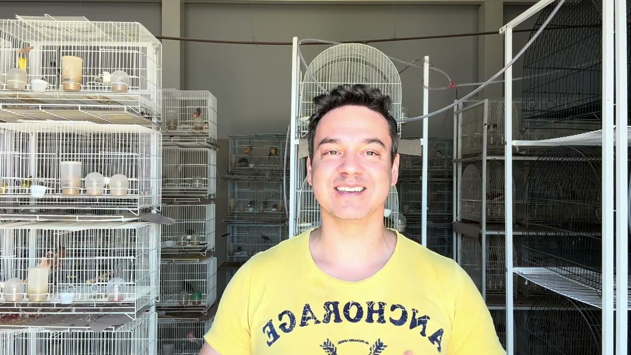 Criar Canários Dá Dinheiro 💰 ou é Só Ilusão? 🐦