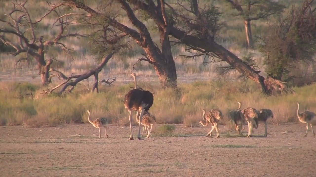 2013-za video clip 41 kgalagadi tfp 10 movie