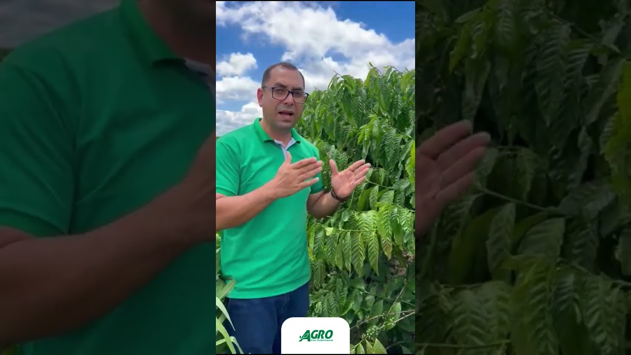 Aplica&ccedil;&atilde;o de Keep Green, compara&ccedil;&atilde;o com outros protetores solares, na cultura do caf&eacute; conilon.