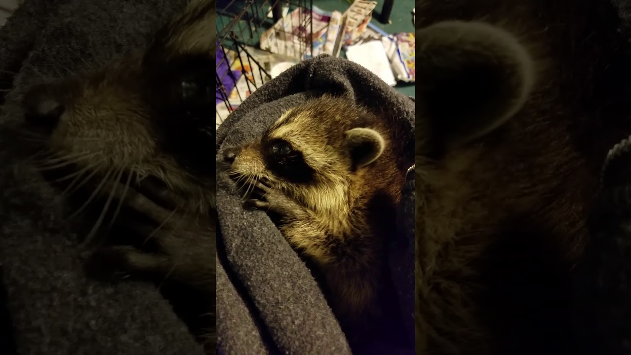Raccoon with Distemper