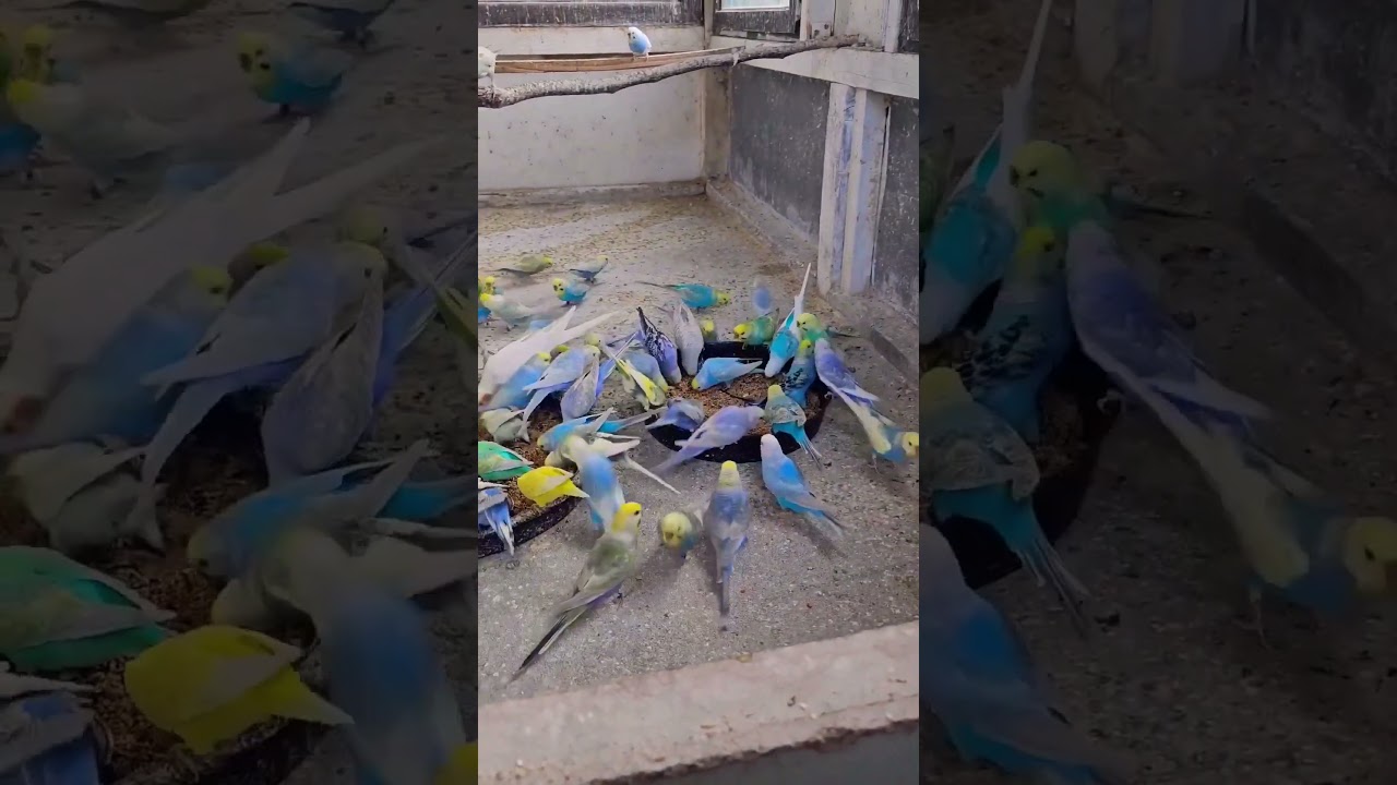 40 pair Rainbow Budgies parrot Realise  New Aviary 