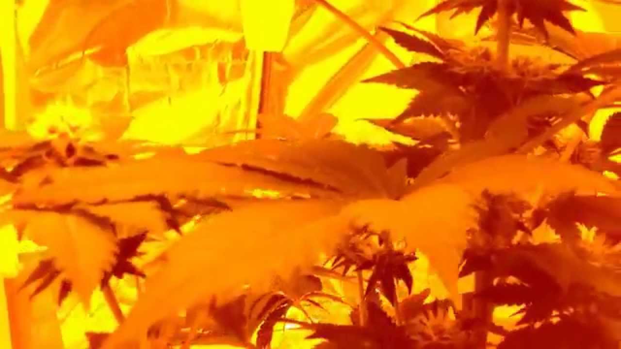 Cheap grow room easy to make