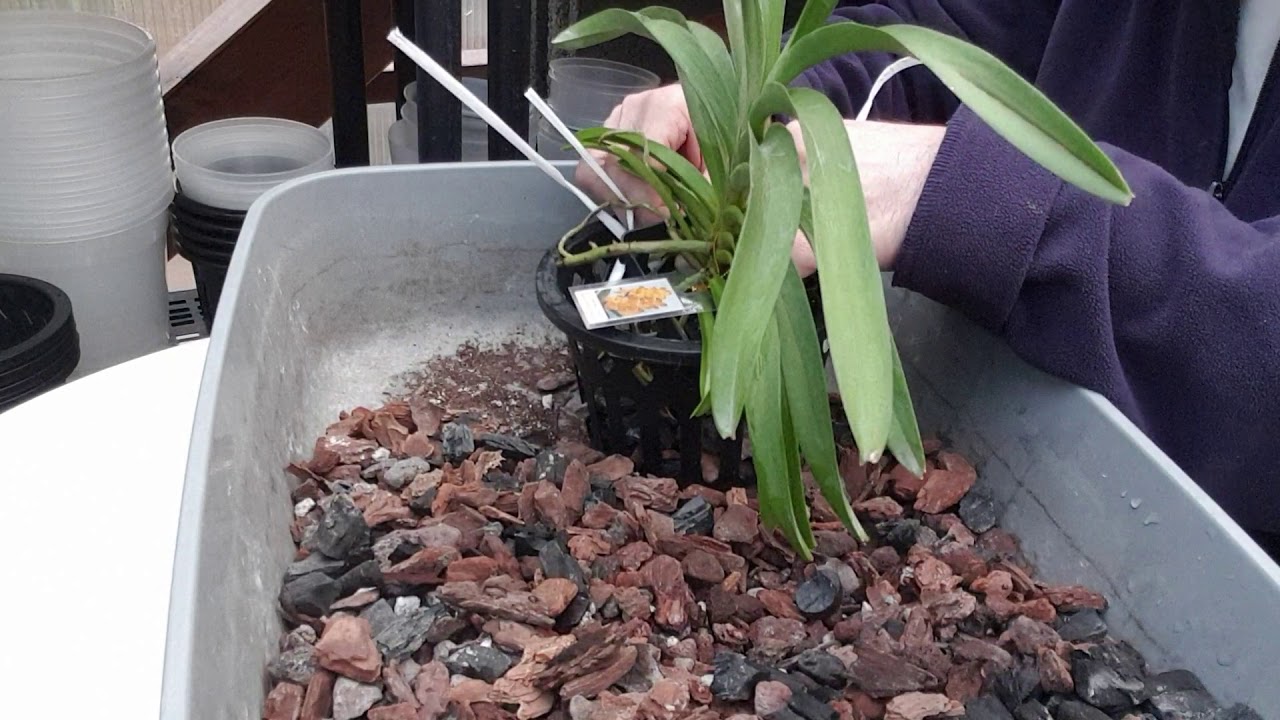 Vanda in vaso