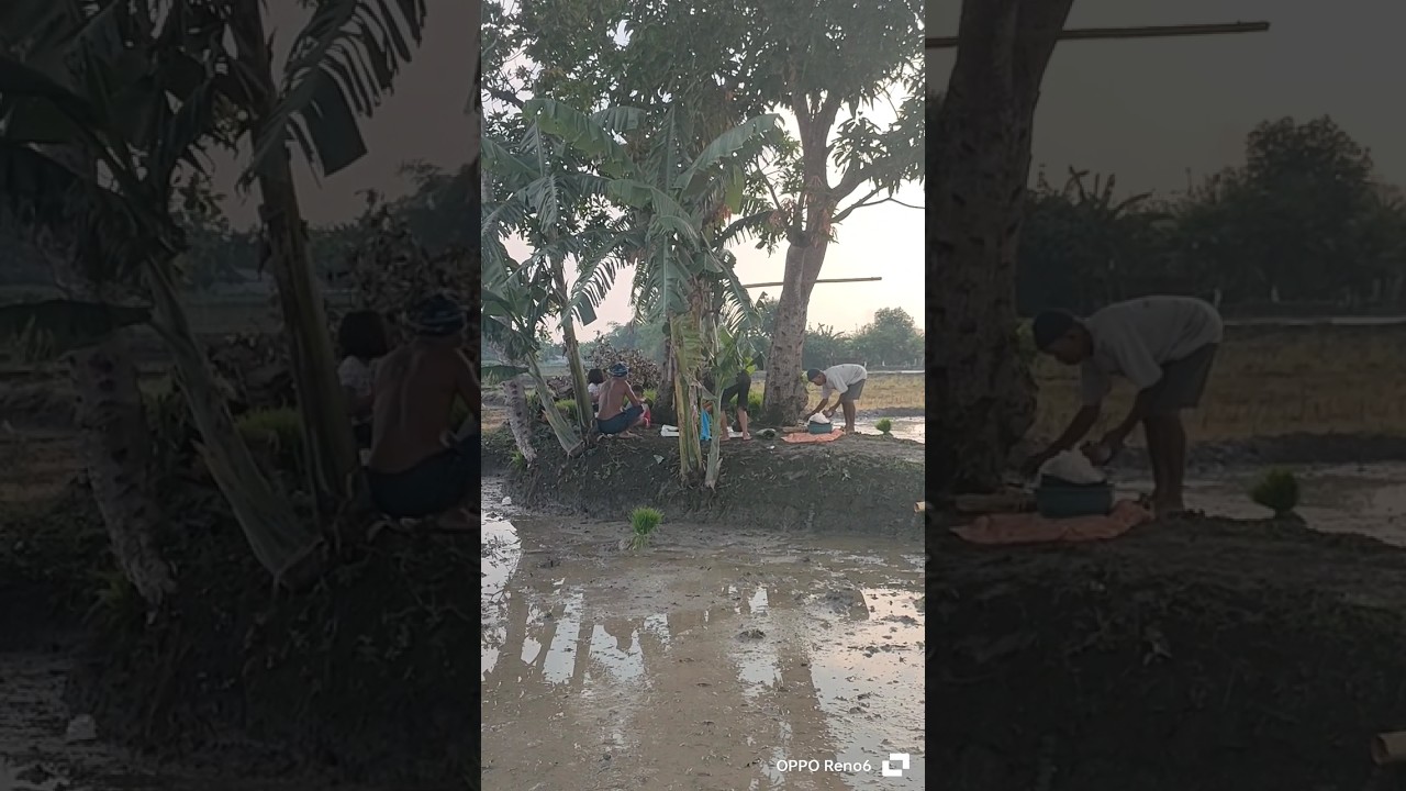 bikin hati sejuk&adem melihat petani di desa 