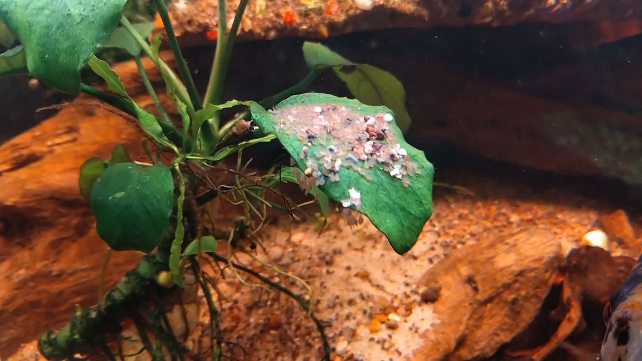 angelfish fry