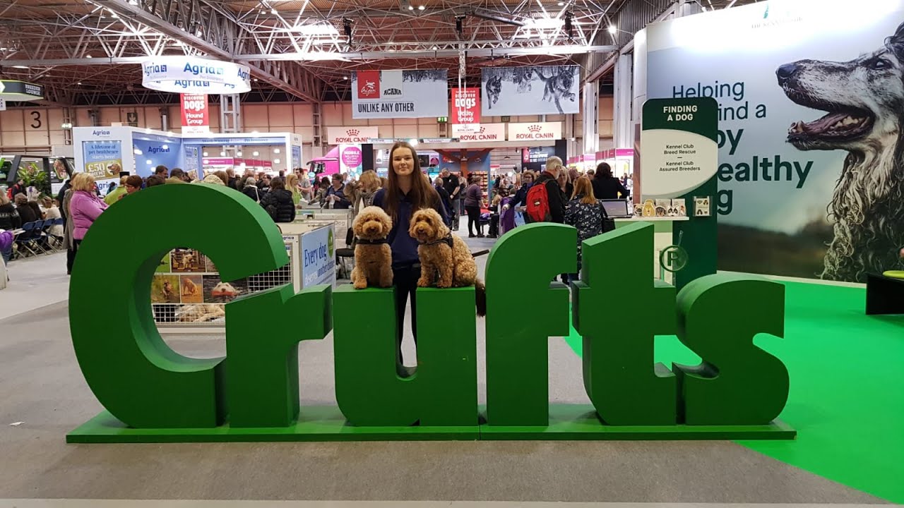 Crufts 2020 - Poppy Cockapoo & Mini Fizz