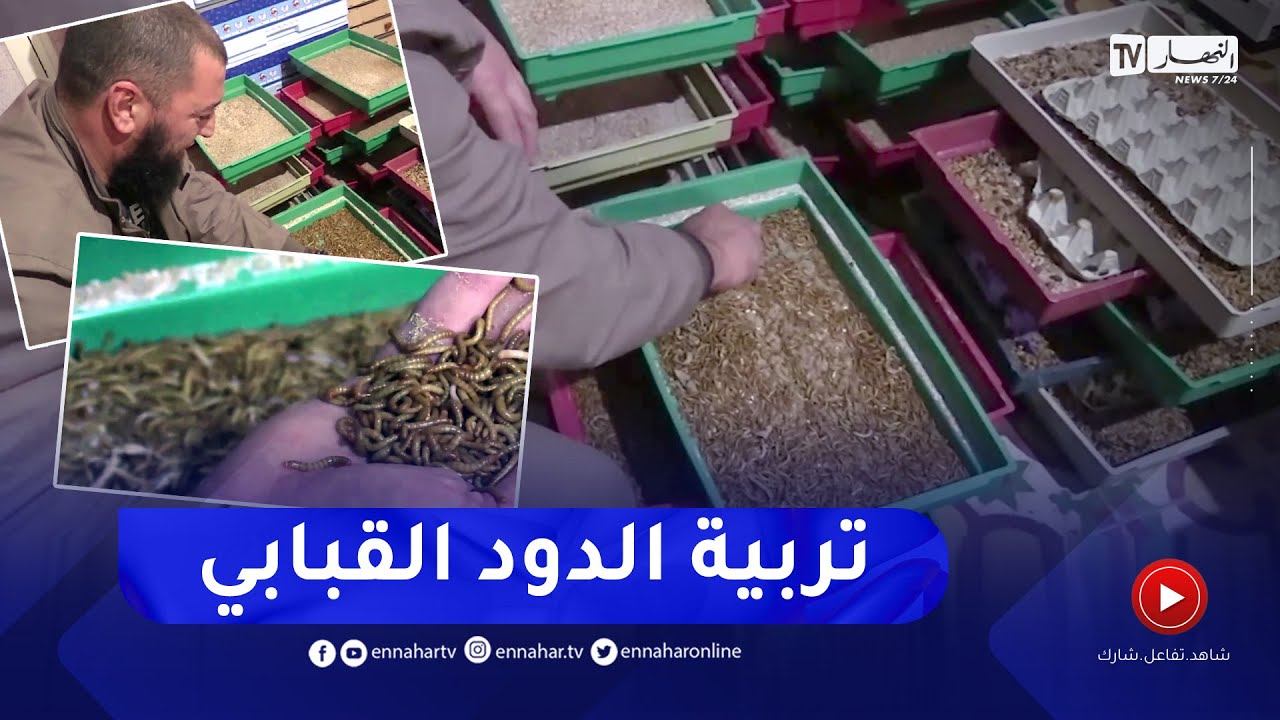 المدية: تربية الديدان.. توجه آخر لصناعة وإنتاج البروتين الطبيعي